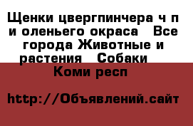Щенки цвергпинчера ч/п и оленьего окраса - Все города Животные и растения » Собаки   . Коми респ.